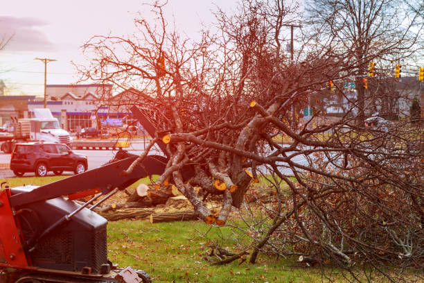 How Our Tree Care Process Works  in  Oak View, CA