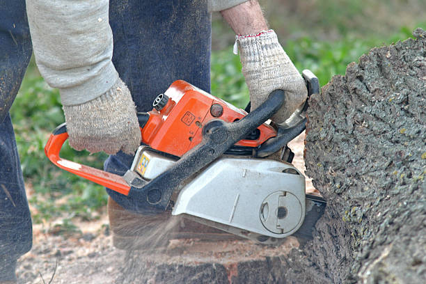 Leaf Removal in Oak View, CA