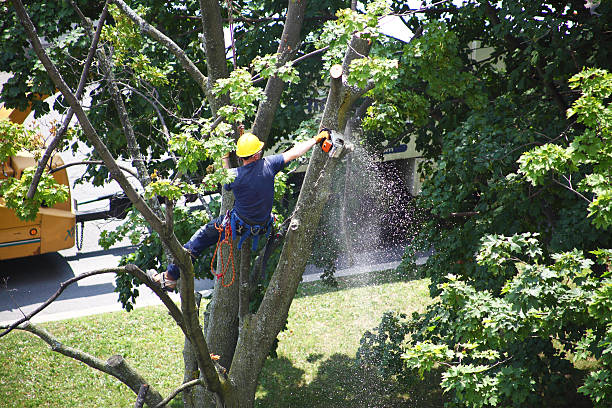 Oak View, CA Tree Services Company