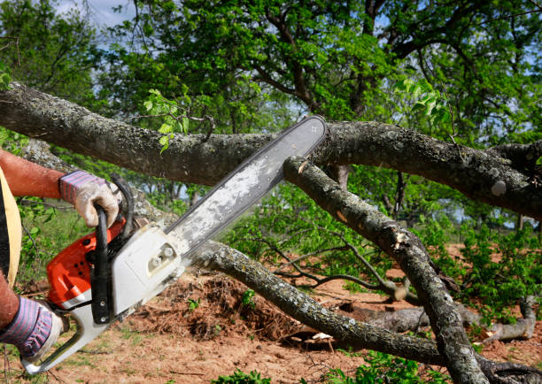 Lawn Renovation and Restoration in Oak View, CA